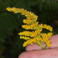 Canadian Goldenrod